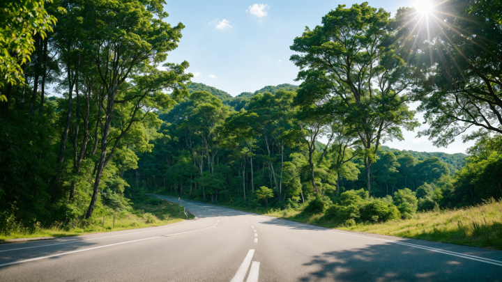 树林与道路结合的美丽景色图片